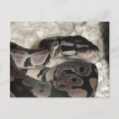 Axanthic Ball Python Briefkaart (Voorkant)