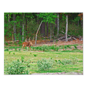 Axis Deer-foto Foto Afdruk