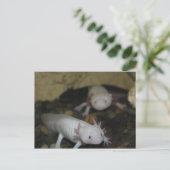 Axolotl # 2 briefkaart (Staand voorkant)