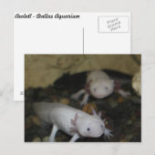 Axolotl # 2 briefkaart (Voorkant / Achterkant)