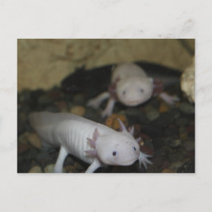 Axolotl # 2 briefkaart