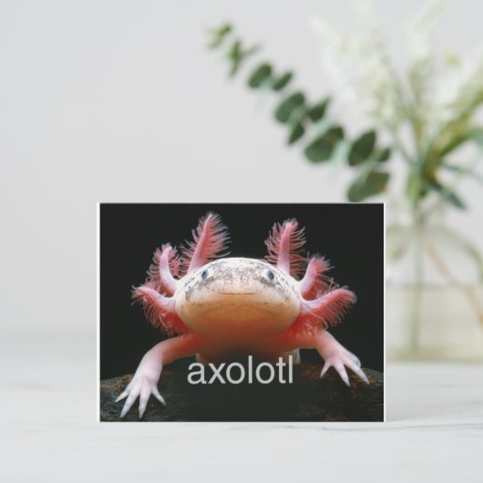 Axolotl Axolotl Axolotl Axolotl Briefkaart (Staand voorkant)