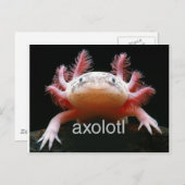 Axolotl Axolotl Axolotl Axolotl Briefkaart (Voorkant / Achterkant)