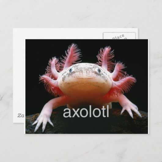 Axolotl Axolotl Axolotl Axolotl Briefkaart (Voorkant / Achterkant)