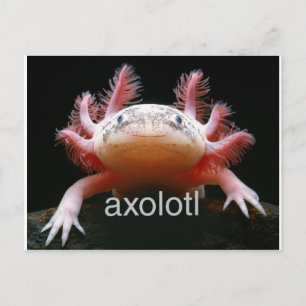 Axolotl Axolotl Axolotl Axolotl Briefkaart