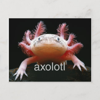 Axolotl Axolotl Axolotl Axolotl Briefkaart