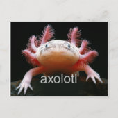 Axolotl Axolotl Axolotl Axolotl Briefkaart (Voorkant)