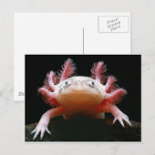 Axolotl Axolotl.png Briefkaart (Voorkant / Achterkant)