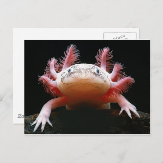 Axolotl Axolotl.png Briefkaart (Voorkant / Achterkant)