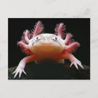 Axolotl Axolotl.png Briefkaart