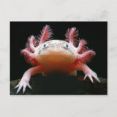 Axolotl Axolotl.png Briefkaart (Voorkant)
