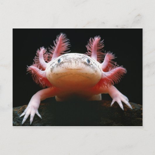 Axolotl Axolotl.png Briefkaart (Voorkant)