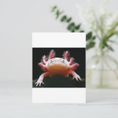 Axolotl Axolotl.png Briefkaart (Staand voorkant)