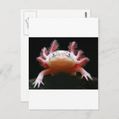 Axolotl Axolotl.png Briefkaart (Voorkant / Achterkant)