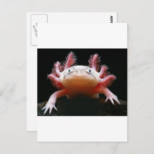Axolotl Axolotl.png Briefkaart (Voorkant / Achterkant)