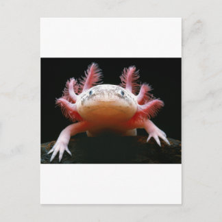 Axolotl Axolotl.png Briefkaart