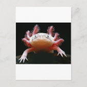 Axolotl Axolotl.png Briefkaart (Voorkant)