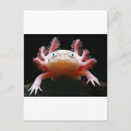 Axolotl Axolotl.png Briefkaart (Voorkant)