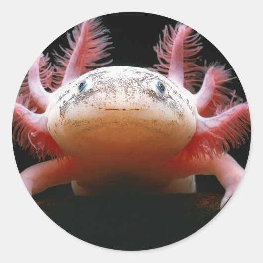 Axolotl Axolotl.png Ronde Sticker (Voorkant)