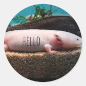axolotl-leucoticum ronde sticker (Voorkant)
