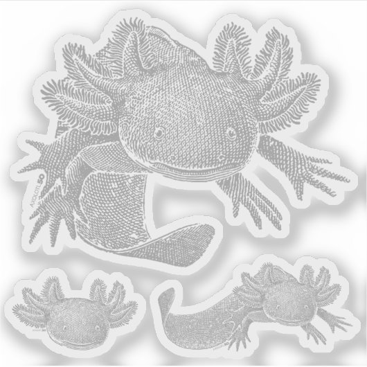 Axolotl Stickers - GRIJS - 3 stuks (Voorkant)