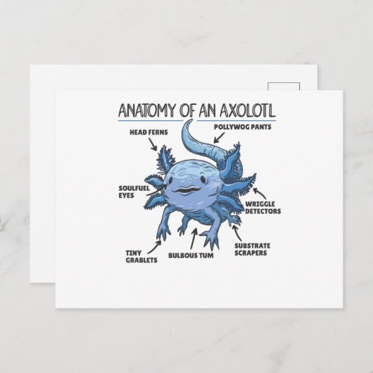 Axolotl-verklaringsanatomie van een Axolotl Briefkaart (Voorkant / Achterkant)