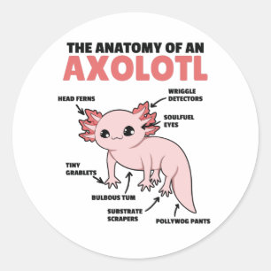Axolotl-verklaringsanatomie van een Axolotl Ronde Sticker