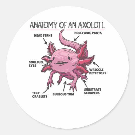 Axolotl-verklaringsanatomie van een Axolotl Ronde Sticker (Voorkant)