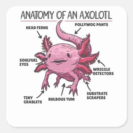 Axolotl-verklaringsanatomie van een Axolotl Vierkante Sticker (Voorkant)