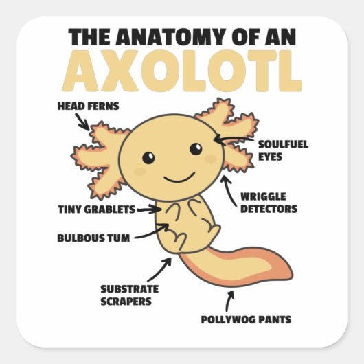 Axolotl-verklaringsanatomie van een Axolotl Vierkante Sticker (Voorkant)