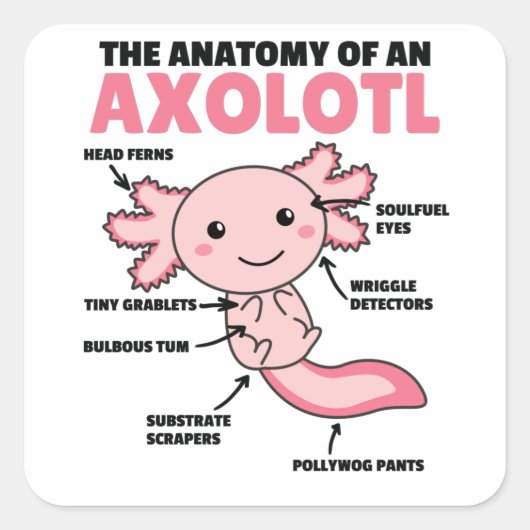Axolotl-verklaringsanatomie van een Axolotl Vierkante Sticker (Voorkant)