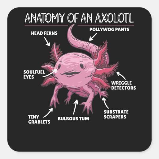 Axolotl-verklaringsanatomie van een Axolotl Vierkante Sticker (Voorkant)
