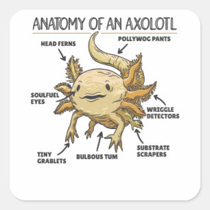 Axolotl-verklaringsanatomie van een Axolotl Vierkante Sticker