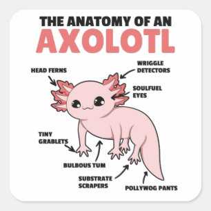 Axolotl-verklaringsanatomie van een Axolotl Vierkante Sticker