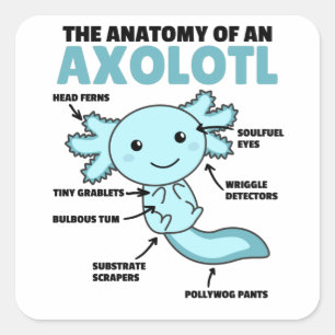 Axolotl-verklaringsanatomie van een Axolotl Vierkante Sticker