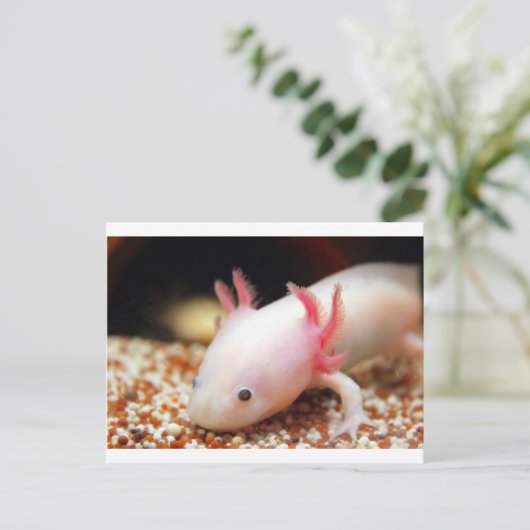 Axolotl Weißling Briefkaart (Staand voorkant)