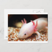 Axolotl Weißling Briefkaart (Voorkant / Achterkant)