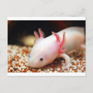 Axolotl Weißling Briefkaart