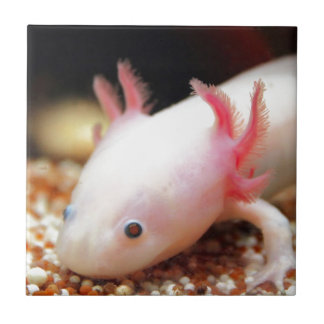 Axolotl Weißling Tegeltje