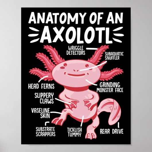 Axolotls anatomie van een Axolotl Kawaii Poster (Voorkant)