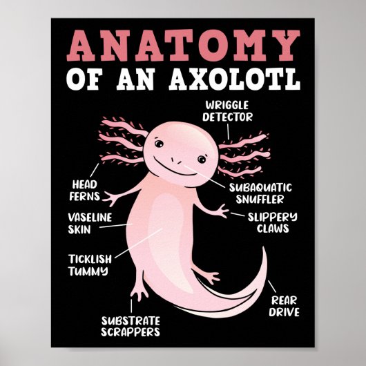Axolotls anatomie van een Axolotl Kawaii Poster (Voorkant)