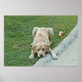 AY-gele Poster voor loonpuppy Pouting (Voorkant)