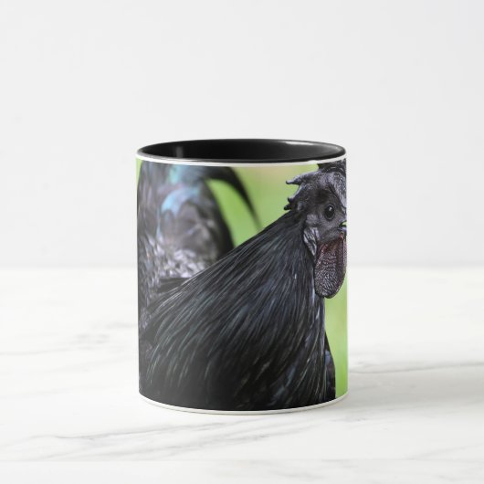 Ayam Cemani Black Rooster Mok (Midden)