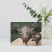 Aye-Aye met groene ogen, grote oren en reservehaar Briefkaart (Staand voorkant)