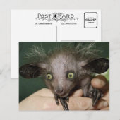 Aye-Aye met groene ogen, grote oren en reservehaar Briefkaart (Voorkant / Achterkant)
