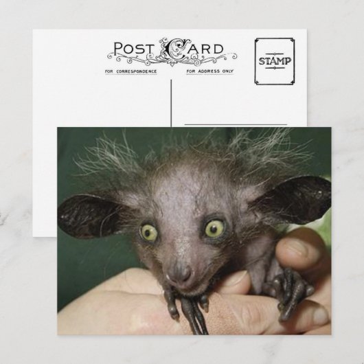 Aye-Aye met groene ogen, grote oren en reservehaar Briefkaart (Voorkant / Achterkant)
