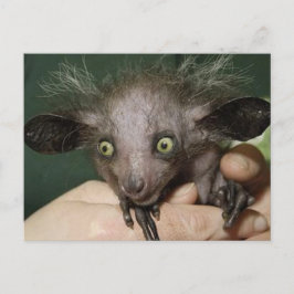 Aye-Aye met groene ogen, grote oren en reservehaar Briefkaart
