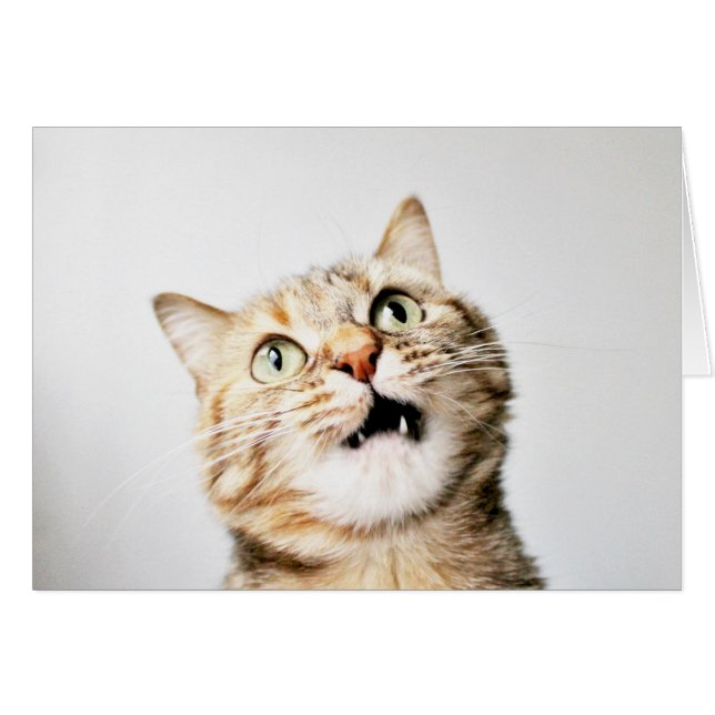 Aye Aye Pet'n (Voorkant Horizontaal)