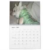 Aye Chihuahua 2011 Kalender (Mar 2027)