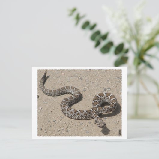 AZ Black Rattlesnake (klik niet als er kwaadspreke Briefkaart (Staand voorkant)